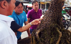 2 &quot;quái cây&quot; mai vàng nổi cục u xù xì chưa từng thấy đang &quot;làm mưa làm gió&quot; ở An Giang