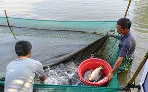 Bình Thuận: Ở nơi này nuôi cá chép gì mà thịt ăn sần sật, kéo lưới bắt cá nhiều người muốn xem?