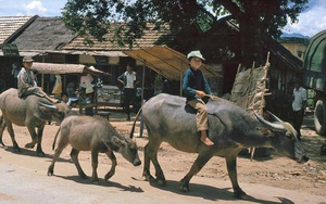CHÙM ẢNH cực chất về những chú trâu ở Việt Nam năm 1992