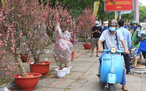 Chợ hoa "nhà giàu" ở Sài Gòn còn hơn chục cây đào, người dân bắt đầu đổ xô đi mua hoa