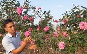 Xông đất nhà ông nông dân bỏ phố về quê trồng vườn hoa hồng cổ đẹp nhất, nhì tỉnh Ninh Bình