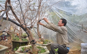 Chiêu lạ của ông nông dân Ninh Bình: Dùng nồi cơm điện... thuần phục cây mai vàng miền Nam trên đất Bắc