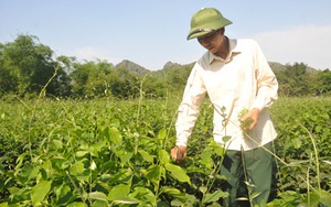 Ninh Bình: Đem thứ rau rừng đặc sản về trồng, ăn ngọt như mì chính, bán rõ đắt mà thương lái tranh nhau mua