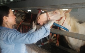 Tuyệt kỹ trong làng nuôi ngựa bạch mắt đỏ ở tỉnh Thái Nguyên