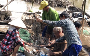 Đồng Tháp: Đi thuyền ra nhánh sông Hậu xem nông dân dỡ chà bắt cá, cá đồng, tôm sông búng nhảy tanh tách