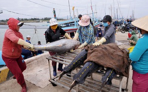 Phú Yên: Ngư dân bắt được toàn cá khủng, loài cá gì mà  có có con nặng gần 1 tạ