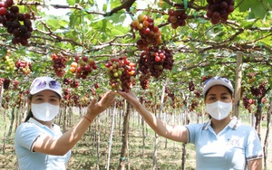 Ninh Thuận: Tết Tân Sửu 2021, các vườn nho trĩu quả, làng gốm Bàu Trúc hút khách tới xông đất đầu năm