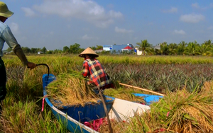 Kiên Giang: Lúa bệ ở vùng đất này trồng ở đâu mà xay ra thứ gạo sạch 100%?