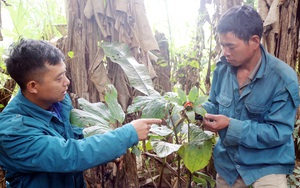 Lào Cai: Chàng trai người Hà Nhì trồng cây thuốc quý hiếm trong khu vườn "bí ẩn" mà thương lái Trung Quốc đang săn lùng
