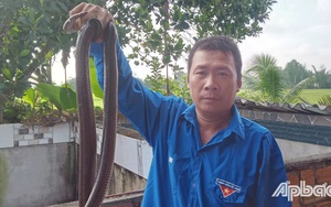 Ông nông dân tỉnh Tiền Giang nuôi la liệt rắn trong chuồng, vơ 1 cái bắt được cả đống, nhiều người xem "hết hồn"