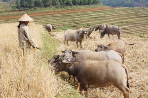 Hoà Bình: Ngắm đàn trâu "khủng" Vôi Hạ, ăn cỏ may, uống mó nước đồi U Bò, con nào cũng đen bóng