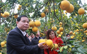Bắc Giang: Choáng ngợp những vườn cây “đẻ” tiền tỷ ở Lục Ngạn, thì ra là nhờ cây làm giàu này
