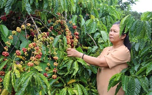 Đắk Lắk: Vừa là tỷ phú nông dân, vừa là "nữ" thủ lĩnh đưa buôn làng khá giả