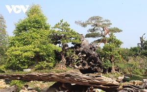Tiền Giang: Vườn kiểng cổ thụ lớn nhất miền Tây, cây Vạn niên tùng 100 tuổi trông thế này mà giá tới 5 tỷ đồng