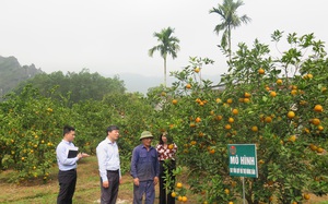Hòa Bình: Khá giả nhờ trồng cam Cao Phong, nuôi bò sinh sản