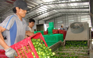 Long An: Được doanh nghiệp “chống lưng”, thứ quả ăn chua loét này ào ạt &quot;lăn&quot; ra thế giới