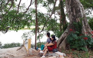 Quảng Nam: Độc đáo, rừng cừa cổ thụ toàn cây khủng giữa thành phố Tam Kỳ