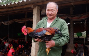 Hà Nội: Giá gà Mía Sơn Tây thấp chưa từng thấy, người chăn nuôi lo đến mất ngủ