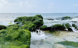 Du lịch sau Tết: Mê hoặc rêu xanh nơi sóng tự tình với đá ở đảo Lý Sơn  