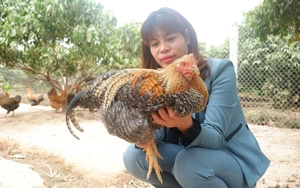 Bắc Giang: Nuôi gà đồi đặc sản, gà trống thiến bán Tết, nữ nông dân "bỏ túi" hàng trăm triệu đồng.