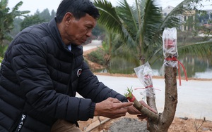 Dịch Covid-19 bất ngờ quay lại, làng trồng &quot;cây gọi Tết&quot; ở tỉnh Phú Thọ vắng lặng chưa từng thấy