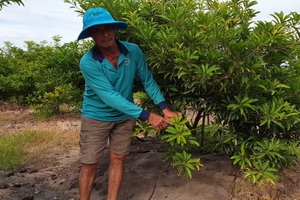 Cây “tỷ phú” mình đầy gai chi chít ở Tây Ninh là cây gì mà nông dân cứ trồng 1ha lại thu về 1 tỷ?