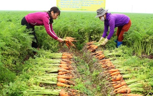 Còn 7.832ha hành tỏi, cà rốt, hoa màu chưa tiêu thụ, Hải Dương kêu gọi "người Hải Dương dùng sản phẩm Hải Dương"