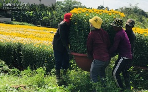 Hoa Tết từ vườn ra phố bị cản chân bởi dịch Covid-19, nông dân tỉnh Đồng Nai thấp thỏm lo âu