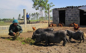 Thái Bình: Biến ruộng trũng thành trang trại nuôi &quot;lung tung&quot;, có cả thứ lợn Mường lạ mắt, nông dân này giàu lên