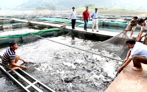 Tuyên Quang: Vùng đất dân đổi đời nhờ nuôi thứ cá Bỗng quý hiếm đẹp như tranh, kéo lưới lên ai cũng trầm trồ