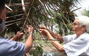 Bến Tre: &quot;Đánh phá&quot; các vườn dừa là loài sâu gì mà tỉnh này &quot;điều&quot; cả thiết bị bay không người lái tìm diệt?