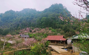 Sơn La: Người H'Mông - Lóng Luông ví hoa đào là biểu tượng cho bản làng