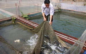 Quỳnh Nhai nuôi cá lồng theo chuỗi giá trị bền vững