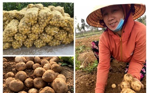 Nghệ An: Trồng khoai tây 2 loại kiểu này, nông dân ung ung đút túi 7-9 triệu đồng/sào