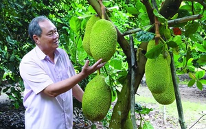 Tây Ninh: Nghe các nông dân tỷ phú tiết lộ bí quyết trồng mít Thái ra trái quanh năm, thu tiền tỷ