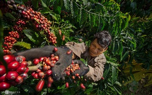 Giá cà phê bứt phá, lượng giao dịch cao "hiếm thấy", thị trường hạt tiêu dự báo sôi động