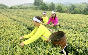 Hoàn thành nốt tiêu chí thu nhập là khu dân cư số 18 cán đích NTM kiểu mẫu