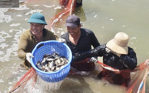 Đà Nẵng: Thu tiền tỷ từ nuôi cá dìa đặc sản ven sông Cu Đê
