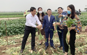 Hà Nội: Nông dân Mê Linh than rau rẻ như cho, ngành chức năng nói không phải "giải cứu", mong kết nối tiêu thụ