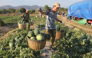 Gia Lai: Giá dưa hấu tăng nhanh, nông dân vùng dịch Covid-19 thở phào, còn lãi 70 triệu đồng/ha