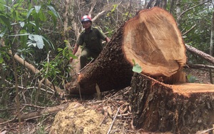 Đắk Lắk: Điều tra vụ thiếu trách nhiệm để mất hơn 22 nghìn ha rừng 