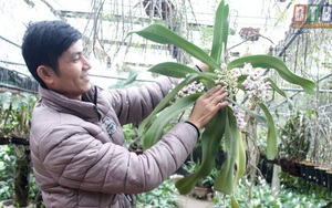 Thái Bình: Làng trồng phong lan rừng chơi chơi mà thu tiền thật, vườn lan trông như củi khô mà giá nửa tỷ đồng
