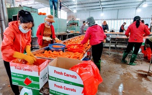 Covid-19 tại Hải Dương: Nông dân trồng cà rốt lại thu bạc tỷ khi hàng hóa được lưu thông