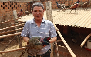 Nuôi chim trĩ quý hiếm, một ông nông dân tỉnh Lâm Đồng năm nào cũng trúng vài trăm triệu