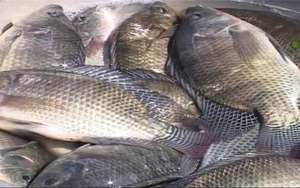 Bắc Giang: Nuôi cá rô phi đơn tính dày đặc kiểu gì mà 1ha ao bắt lên tới 34 tấn, bán được gần 1 tỷ?