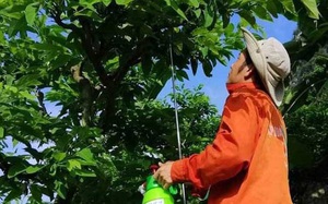 Lạng Sơn: Sáng chế bình thụ phấn cho na của 4 thầy giáo làng bất ngờ khiến nông dân xem mê tít