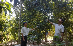 Quảng Nam: Cây “Nữ hoàng” là loài cây gì mà một năm huyện này hái trái ngon bán thu vài chục tỷ đồng?