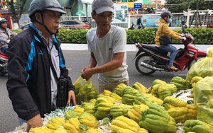 Hoa quả độc lạ chưng Tết ở Khánh Hòa: Bất ngờ cây đu đủ cuộn thân mình như con rắn đeo đầy &quot;vàng&quot;