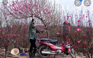 Vùng dịch Hải Dương: Vì điều xúc động này, nông dân trồng đào Tết đã vơi bớt nỗi lo