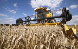 Bộ Công Thương: Nga sẽ áp thuế xuất khẩu lúa mì sớm hơn dự kiến